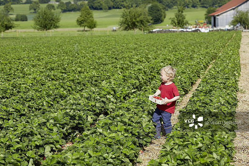 男孩在田野里采摘草莓图片素材