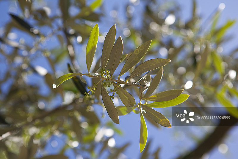 橄榄枝特写图片素材