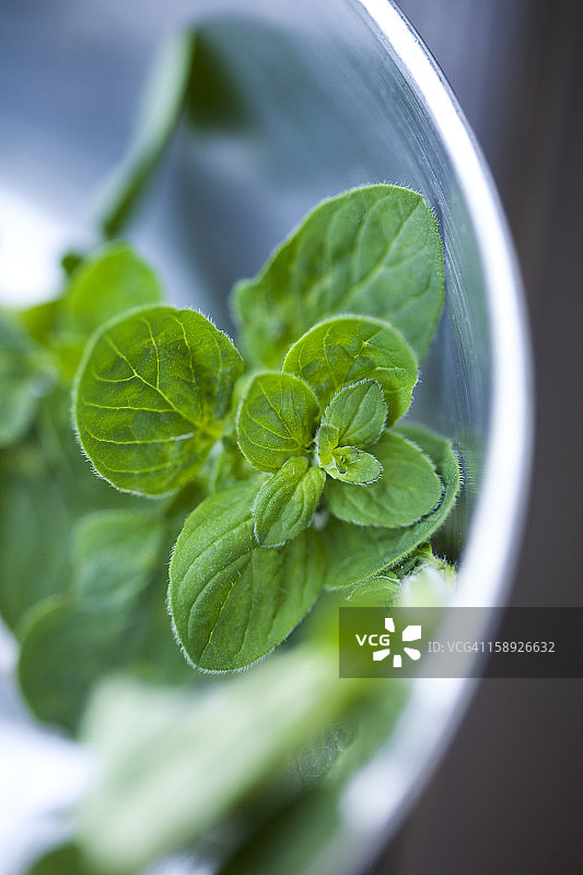 罗勒叶特写图片素材