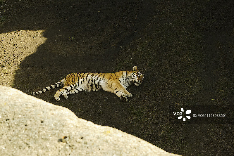 老虎午睡，芝加哥林肯公园动物园图片素材