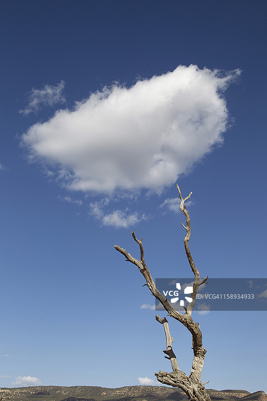 美国新墨西哥州阿比丘，天空背景下的枯树图片素材