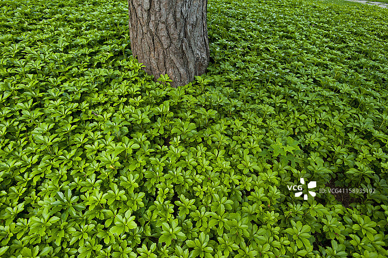 美国马萨诸塞州牛顿的伏地延命草地毯和树干图片素材