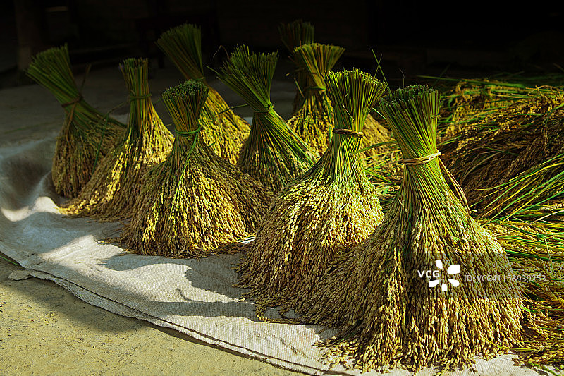 越南沙巴的收成图片素材