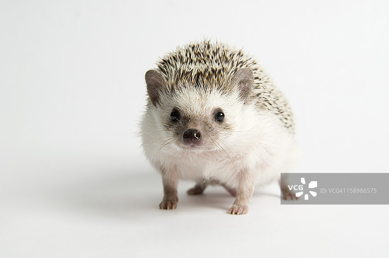 漫步的刺猬图片素材