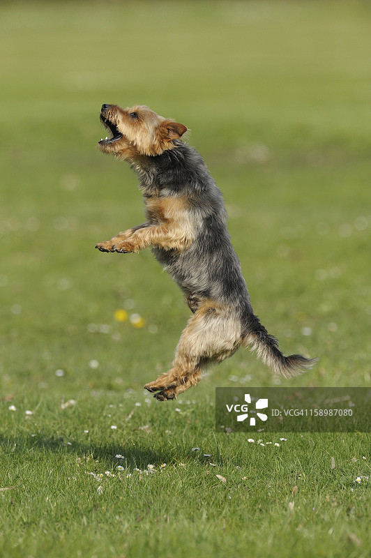 在草地上跳跃的澳大利亚梗犬图片素材