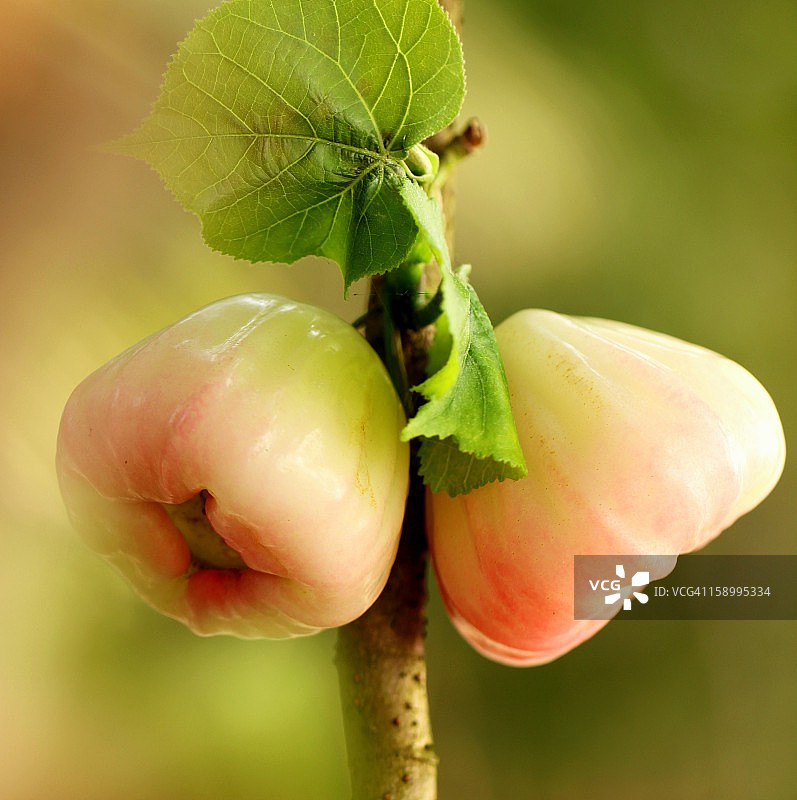 水苹果或玫瑰李图片素材