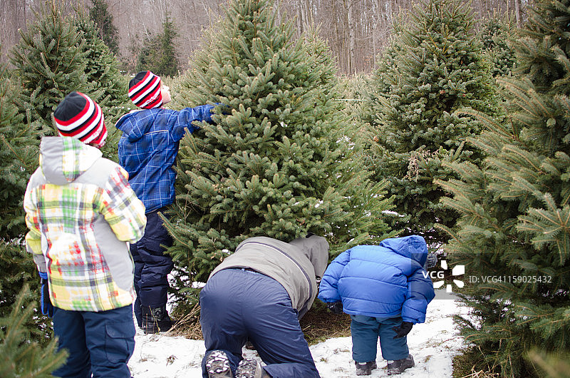 看着爸爸砍树图片素材