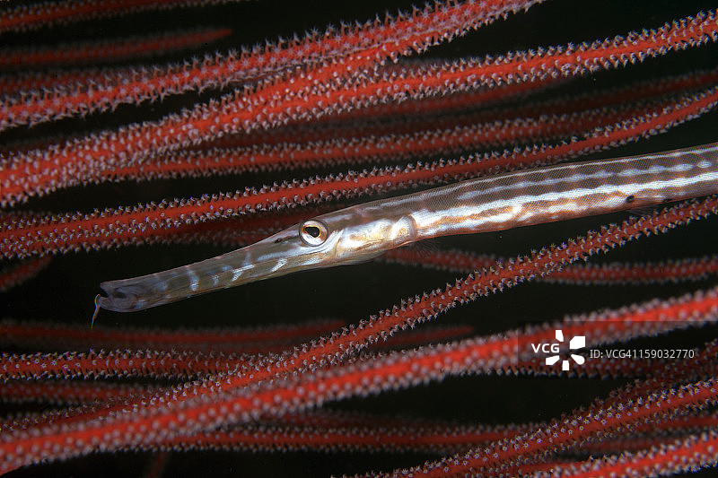 喇叭鱼图片素材