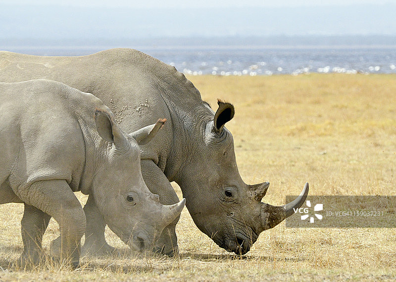 白犀牛图片素材