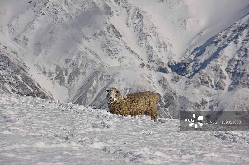 罗姆尼羊雪地围场跪卧图片素材
