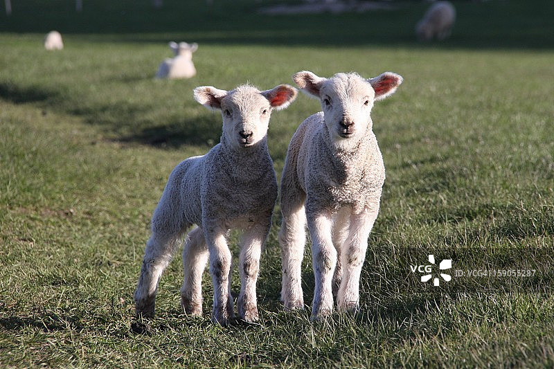 两只可爱小羊羔图片素材