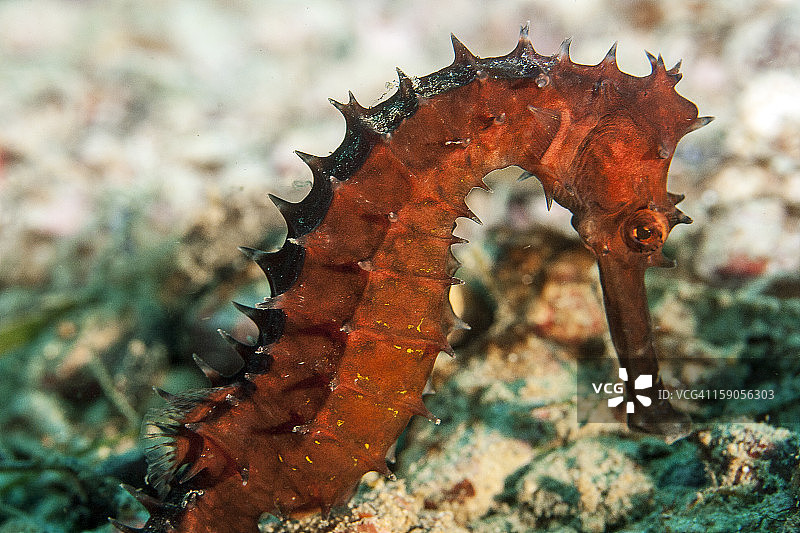 多刺海马图片素材
