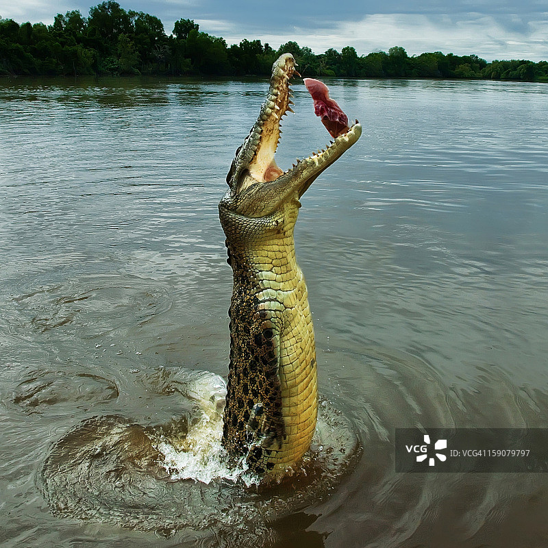 警告：饥饿的鳄鱼图片素材
