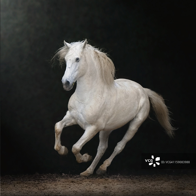 白色骏马奔腾图片素材