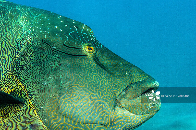 巨大的图片素材