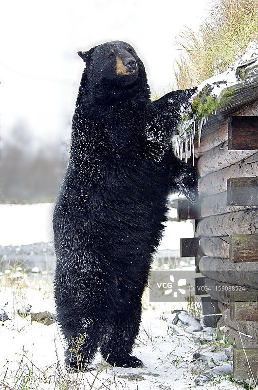 黑熊站在小木屋旁图片素材
