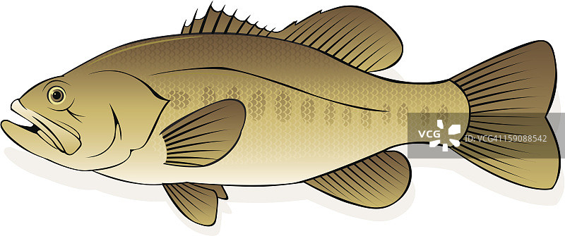 大口黑鲈鱼图片素材