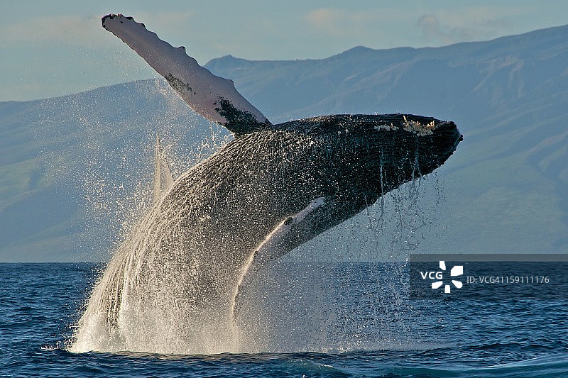 座头鲸跃出水面图片素材