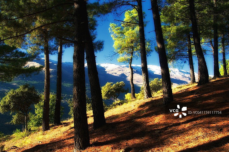 内华达山脉的森林图片素材