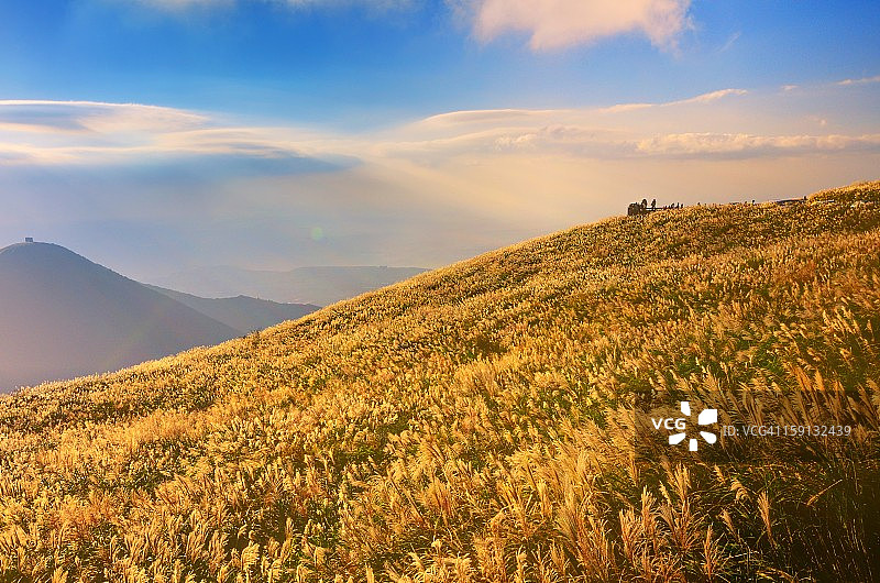 秋天盛开的白茅图片素材