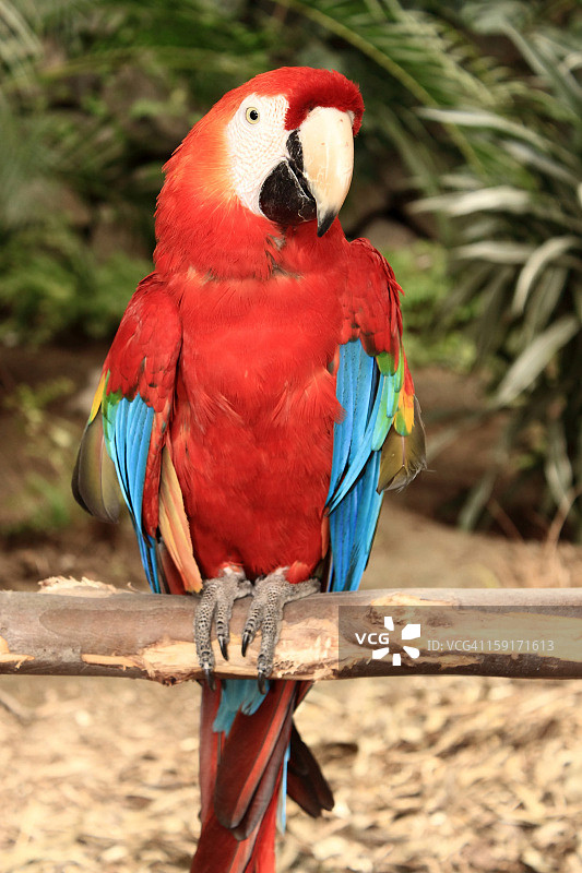 栖息在树枝上的鹦鹉图片素材