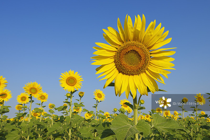 向日葵与蓝天图片素材