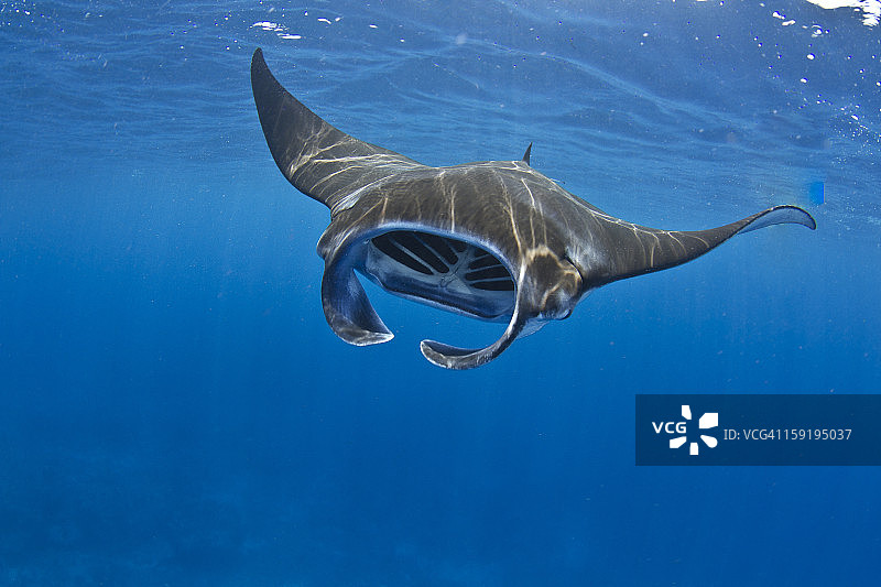 夏威夷科纳的蝠鲼觅食图片素材