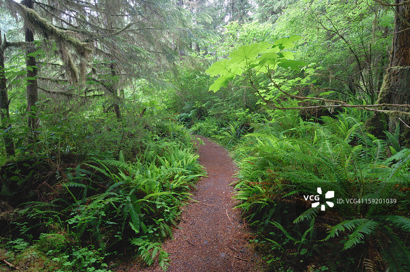 通往奎纳尔特雨林的道路图片素材