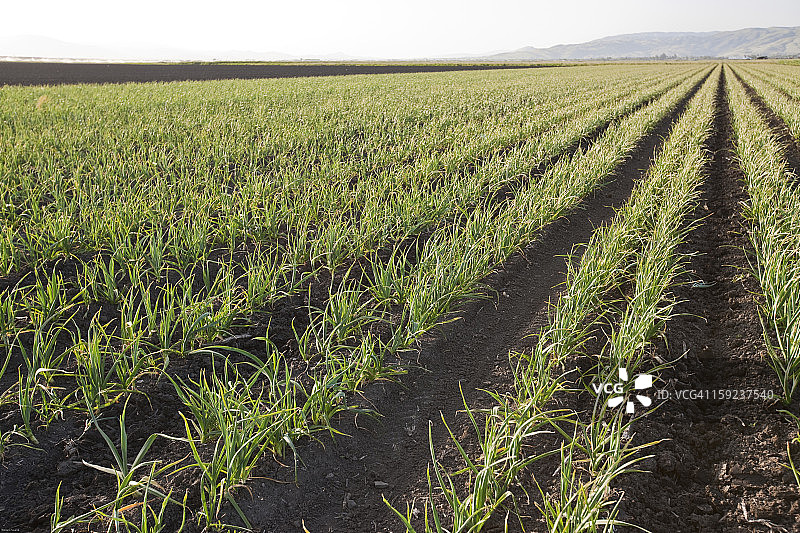美国加利福尼亚州圣贝尼托县大蒜田春景图片素材