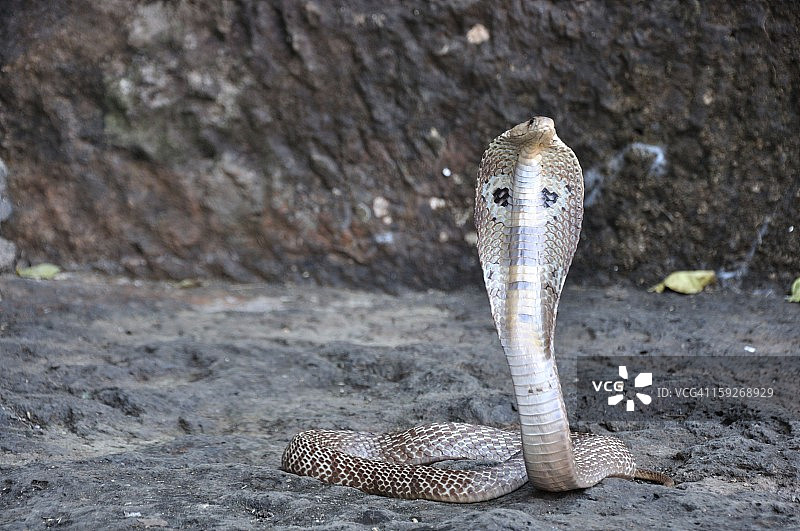 印度眼镜蛇图片素材