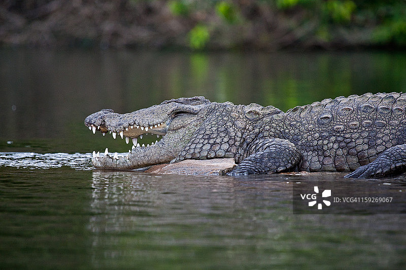 沼泽鳄鱼图片素材