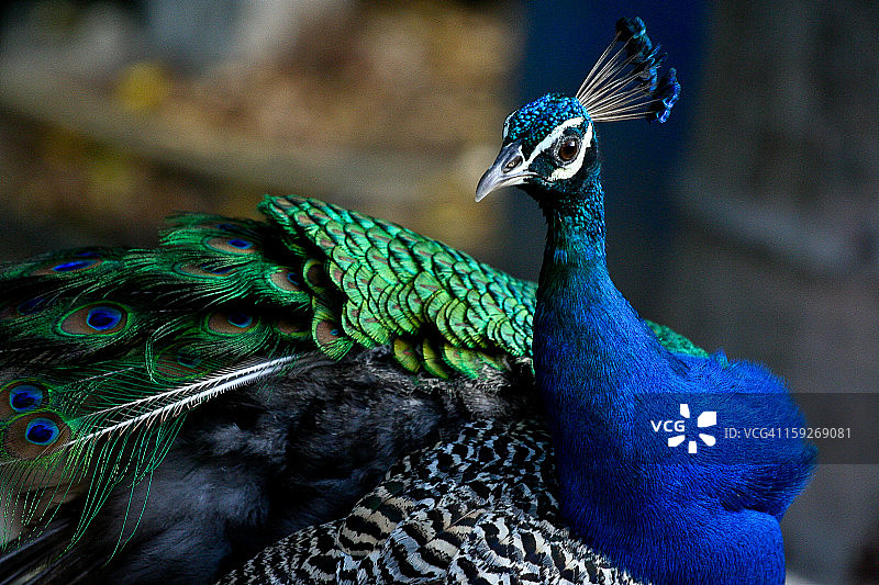 雄性印度孔雀图片素材