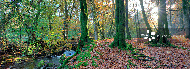 阳光明媚的林地，珀斯郡伯克斯奥阿伯费尔迪图片素材
