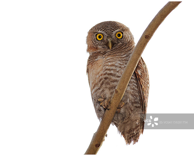 丛林小鸮图片素材