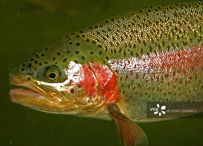 硬头鳟鱼图片素材