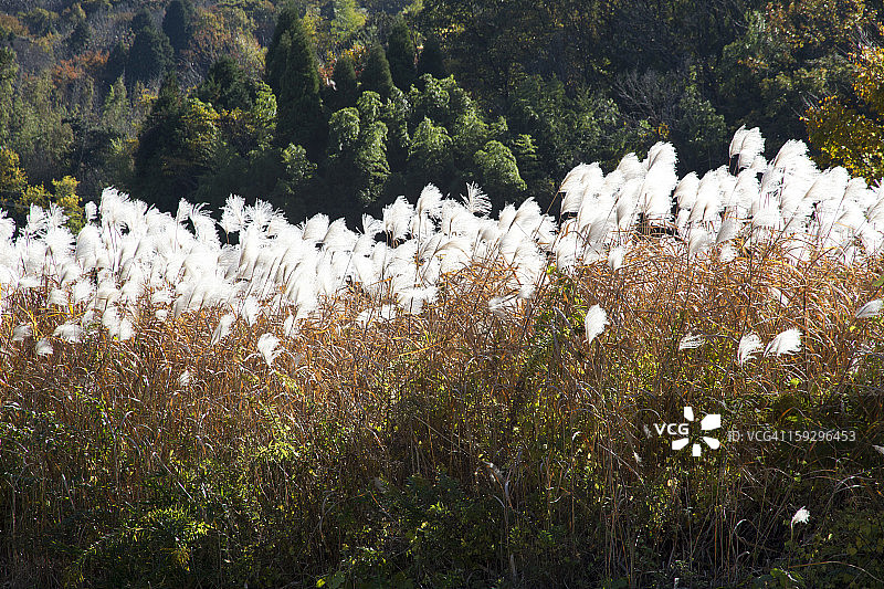日本芒草图片素材