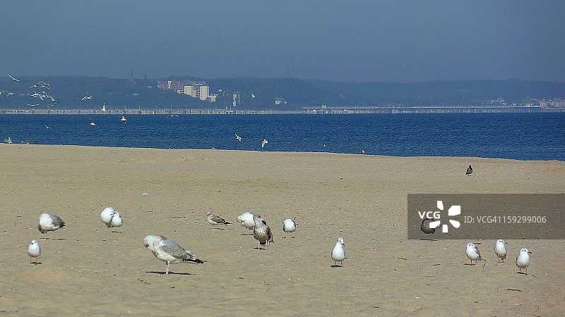 20110925波兰希维诺乌伊希切海滩海鸥图片素材