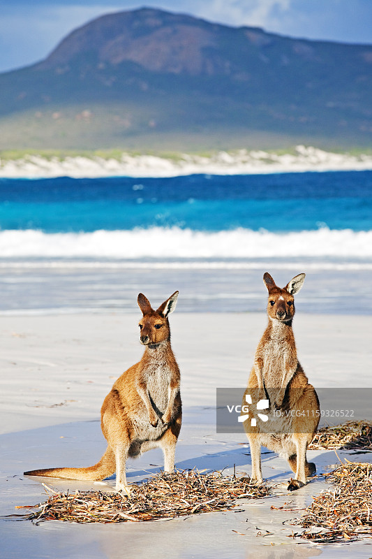 埃斯佩兰斯海滩上的袋鼠图片素材