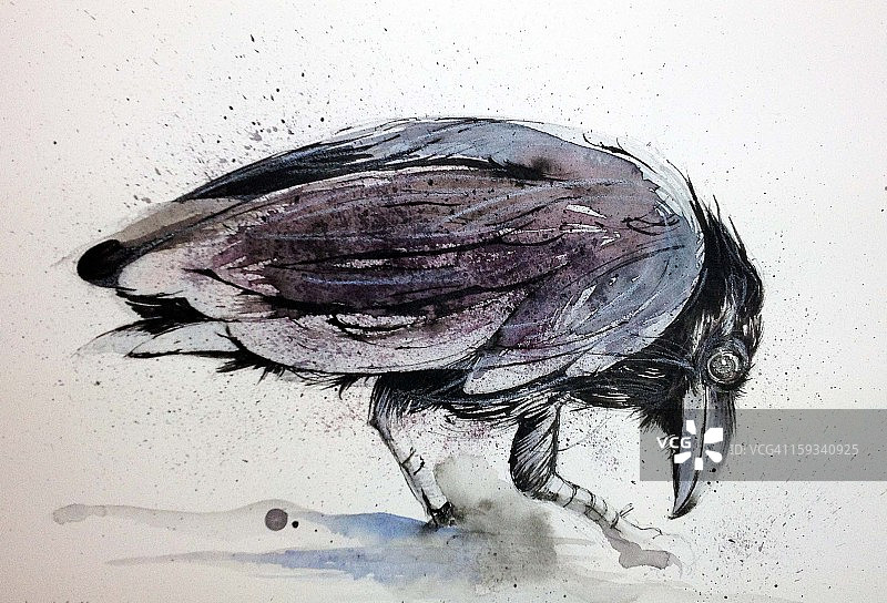 秃鼻乌鸦图片素材