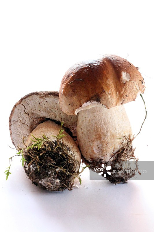 美味牛肝菌图片素材