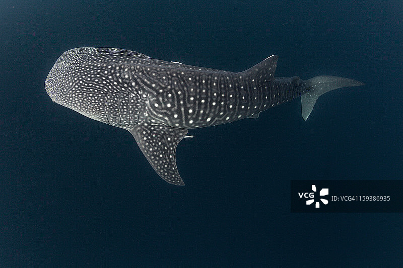 印度尼西亚， Cenderawasih湾的鲸鲨图片素材