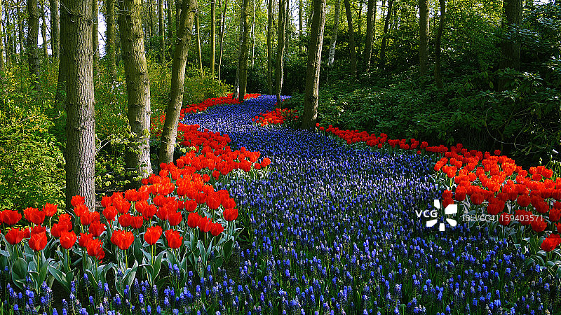 红色郁金香溪图片素材