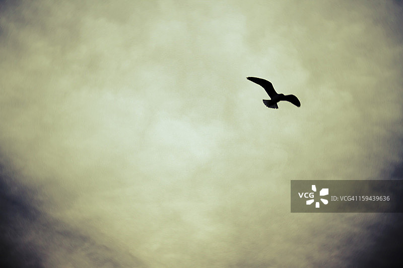 黑鸟飞翔图片素材