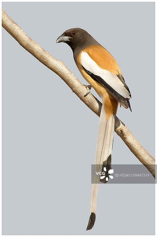 树鹊（Dendrocitta Vagabunda）图片素材