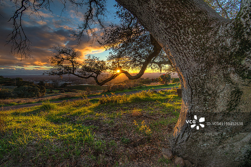 光线枝条图片素材