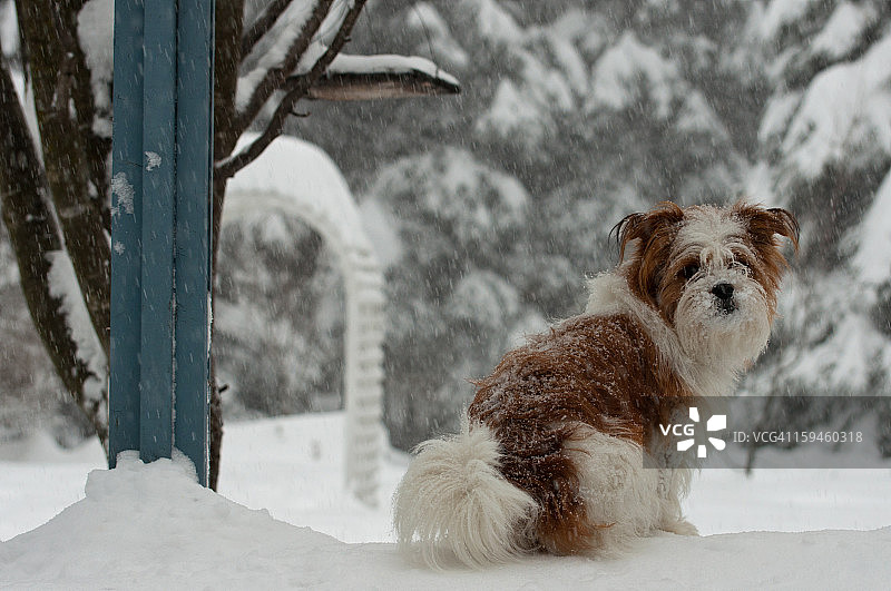 冬季里的小狗图片素材