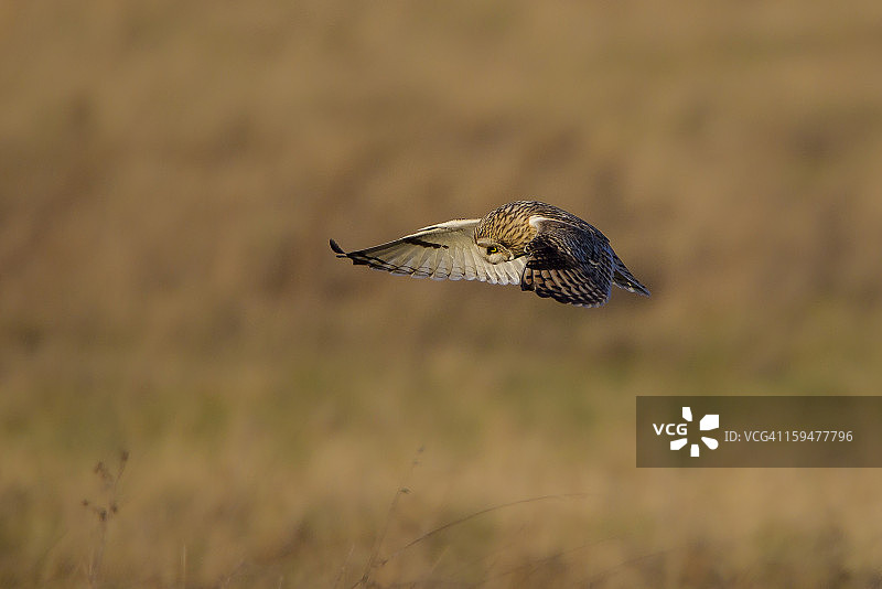 短耳鸮图片素材