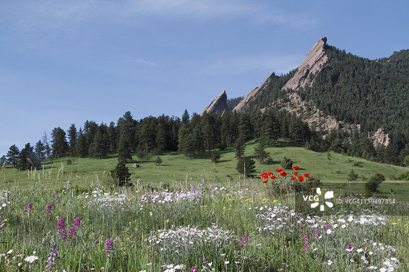野花和熨斗山，肖托夸公园图片素材