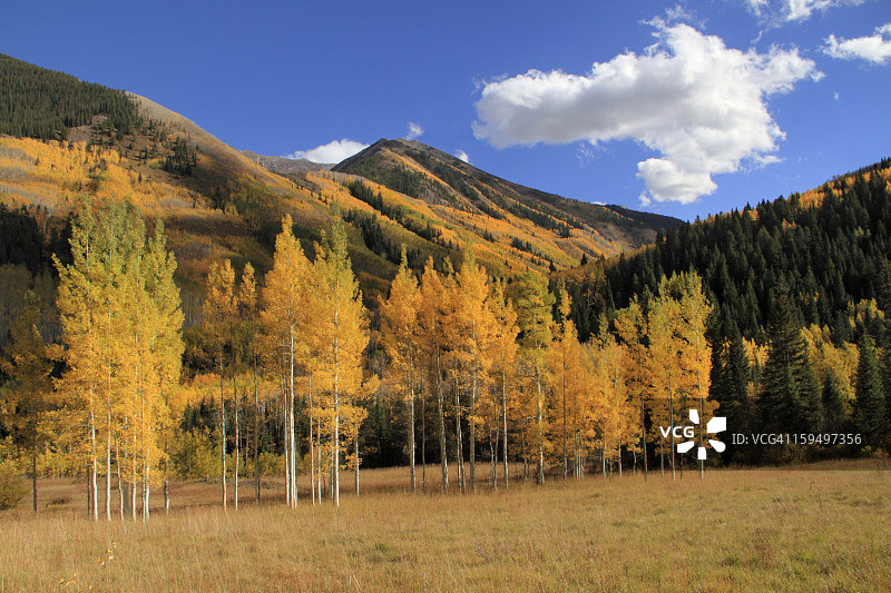 科罗拉多州麋鹿山脉的白杨树图片素材