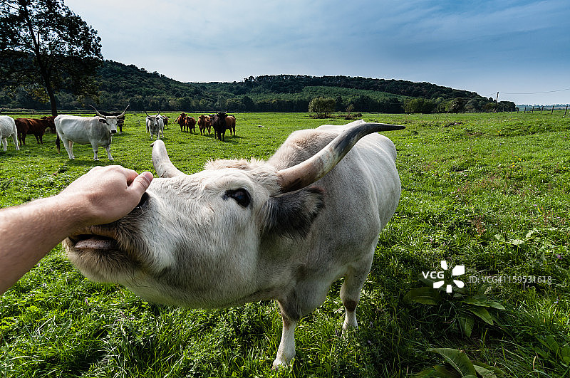 你好，牛！图片素材